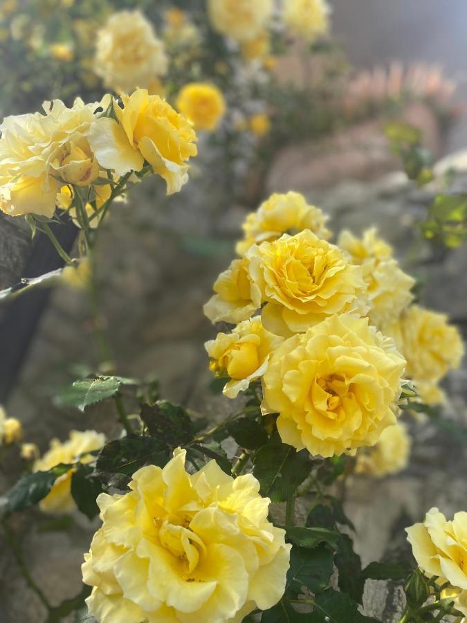 B&B Fior Di Toscana Serravalle Pistoiese Eksteriør billede