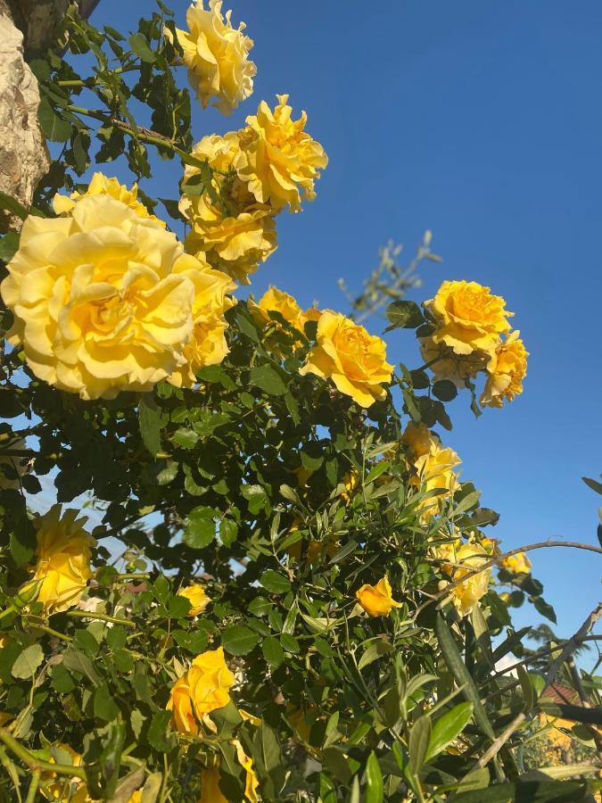 B&B Fior Di Toscana Serravalle Pistoiese Eksteriør billede